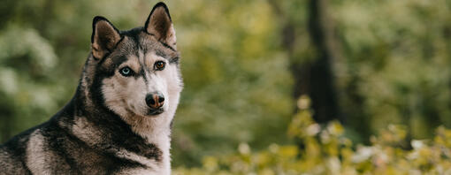 Husky laying in the woods