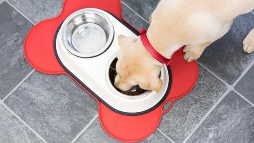 weaning puppies onto dry food