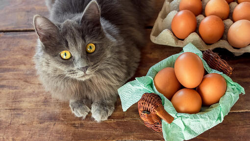 food cats should avoid