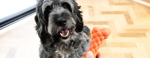 Dog sitting looking at orange toy