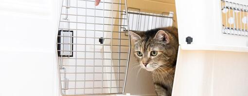 Brown kitten coming out of white cat cage.