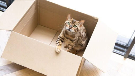 Revealed: Why Do Cats Like Boxes So Much?