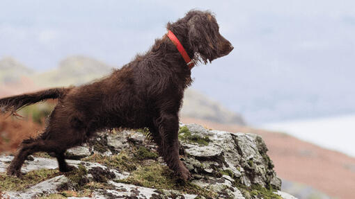 Dog looking out over rocky landscape