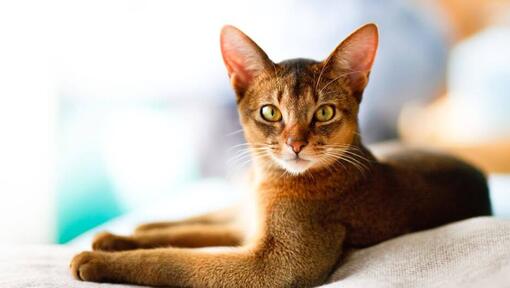 Blue sales abyssinian cat