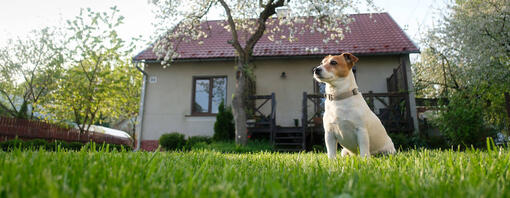 dog sitting outside cottage