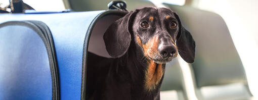 Dachshund in a bag on a plane