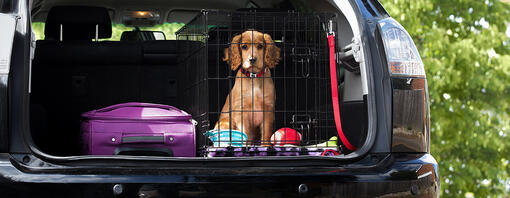 how do you secure a dog in the boot of a car