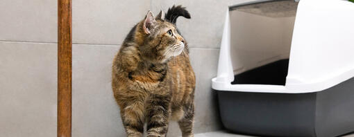 cat looking back at litter tray