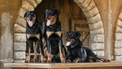 Beauceron Dog Breed Information | Purina