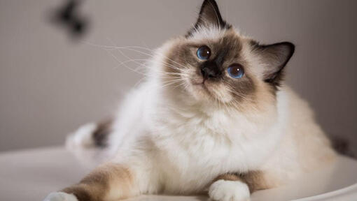 Red point birman hot sale kittens for sale