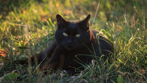 Bombay Cat Breed Information Purina