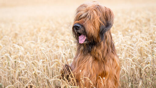 Briard labrador hot sale mix