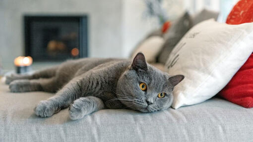 purina british shorthair