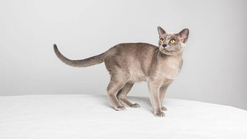 Cat bred from burmese cat sales but smaller