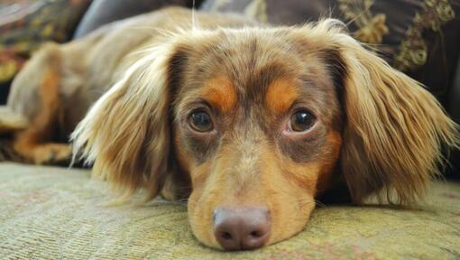 Chiweenie long sale hair