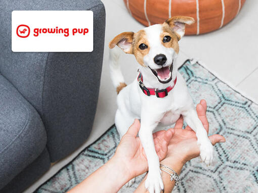 happy puppy jumping into owner's arms