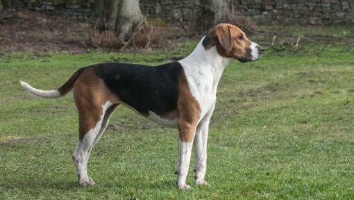 English store foxhound mix