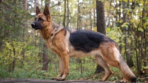 purina german shepherd