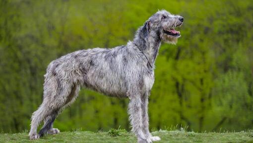I work at a vets…the five dog breeds I would own including the 'floofy,  goofy' loveable giant