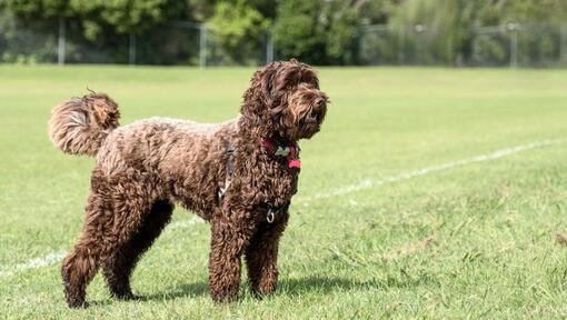 Female labradoodle store