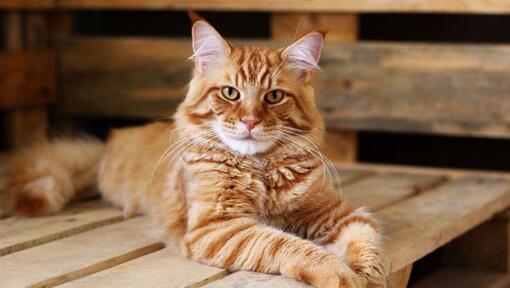 red maine coon cat personality