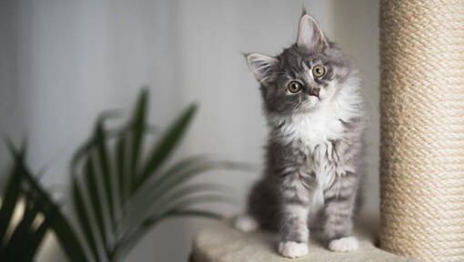 purina maine coon