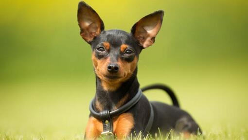 toy miniature pinscher