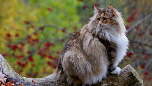Norwegian Forest Cat Adoption: Norwegian Forest Cat Kittens for