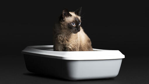 pro plan cat in litter tray