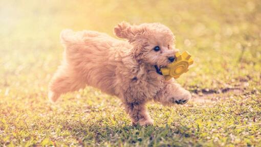 caniche poodle toy mini