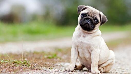 Pug purina 2025