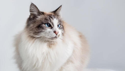 Ragdoll cat hot sale