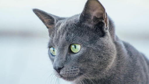 Russian Blue Breed Information | Purina