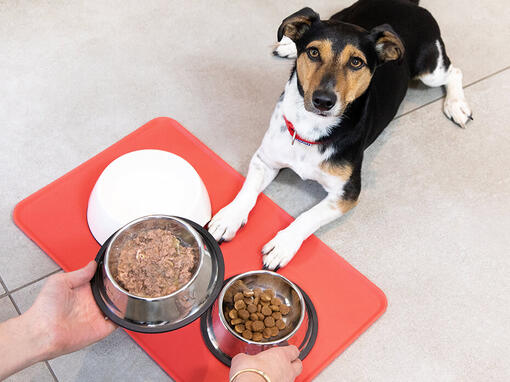 Pet Supplies : Stainless Steel Dog Bowls for Large Dogs, 2.65 Gallons High  Capacity Metal Dog Food Bowls, Ideal Food and Water Bowls for Large, X-Large,  and Huge Dogs 