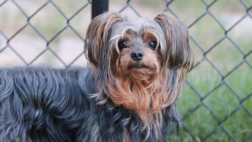 can yorkie poos be left alone