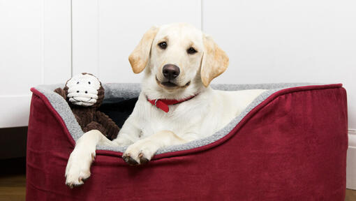 How to get puppy to sleep in crate first night best sale