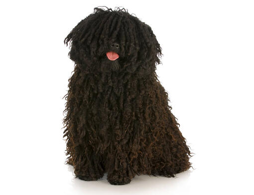 Hungarian Puli Dog Breed Information Purina