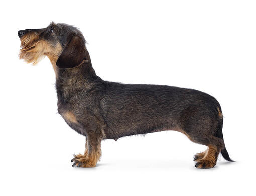 rough coat dachshund