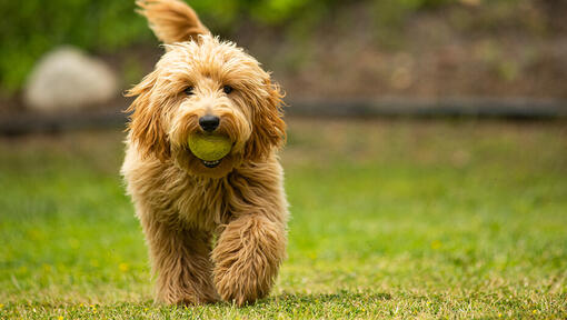 Goldendoodle popularity hot sale