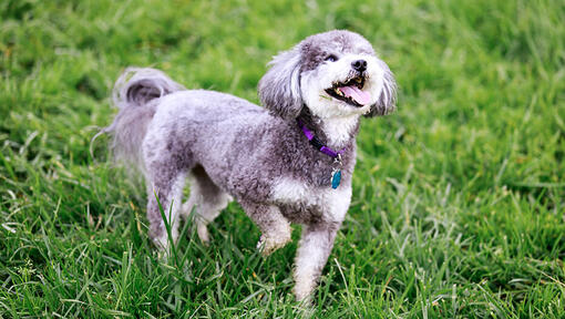 Miniature schnauzer cross breeds hotsell