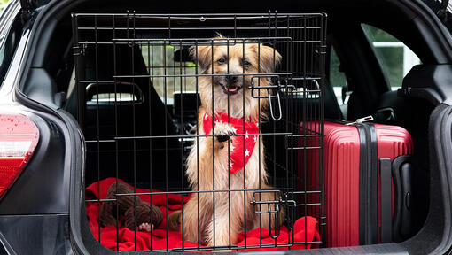 Dog cage hotsell back of car