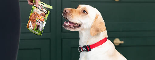 labrador excited for adventuros treat