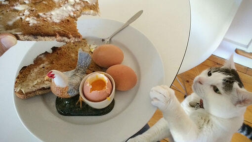 cat egg allergy