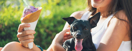 Can Dogs Eat Ice Cream Read Before You Feed Purina