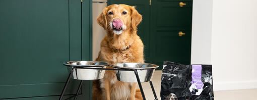 senior golden retriever ready for food