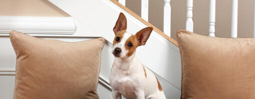 White and brown dog is sitting on the couch