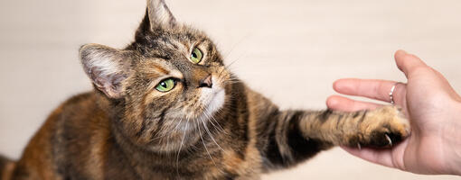 Brown cat giving its paw to the owner.