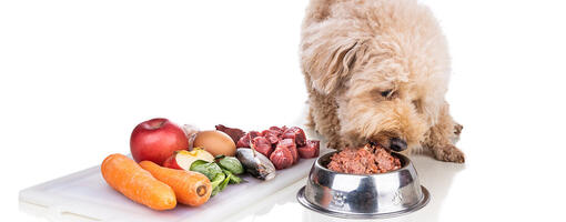 Yellow fluffy dog eating raw food