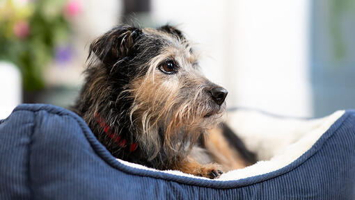 can a dog recover from acute pancreatitis