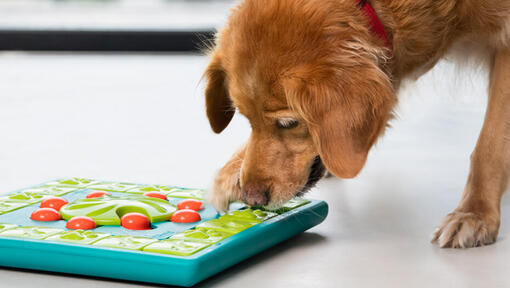 dog treat puzzles for large dogs